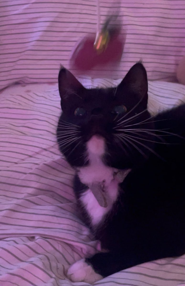 JessiHaR__'s tweet photo. Meow meow meow :3 https://t.co/yrh26PTKjY