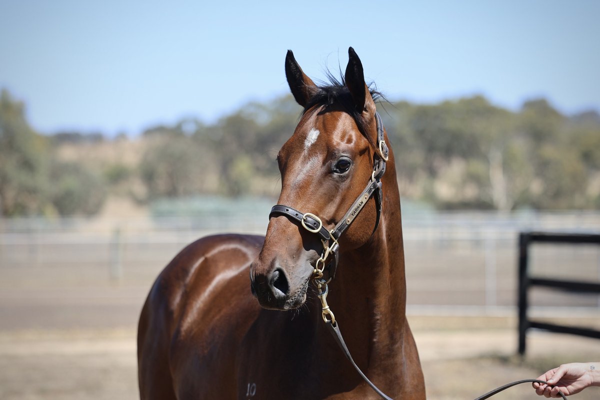 Woodside Park Stud tweet media