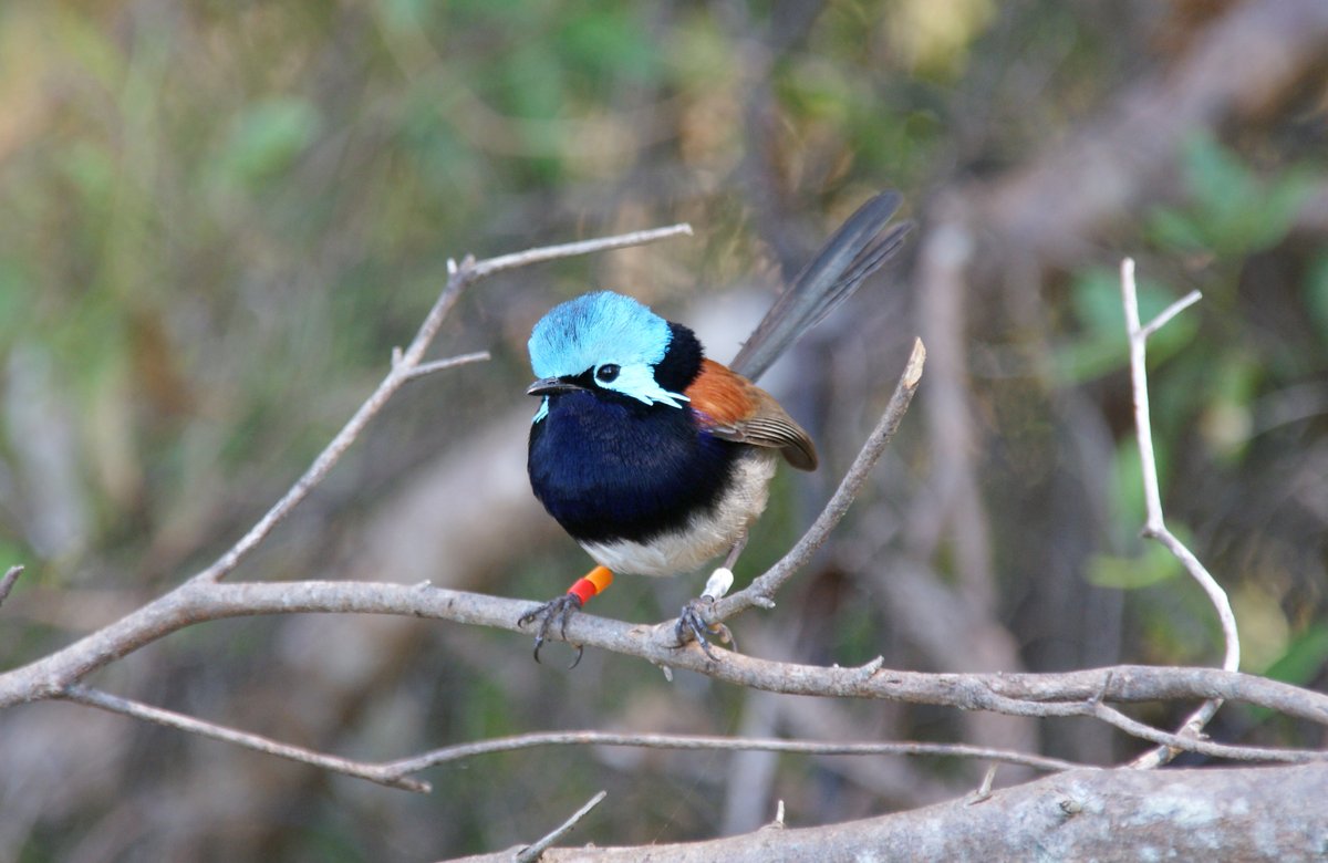 James Cook Uni tweet media
