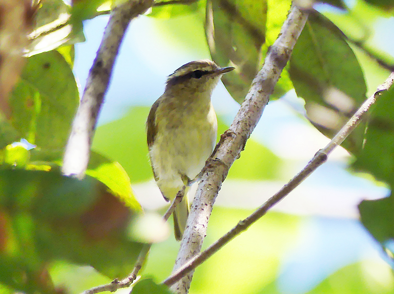 CalidrisBirdingTours tweet media