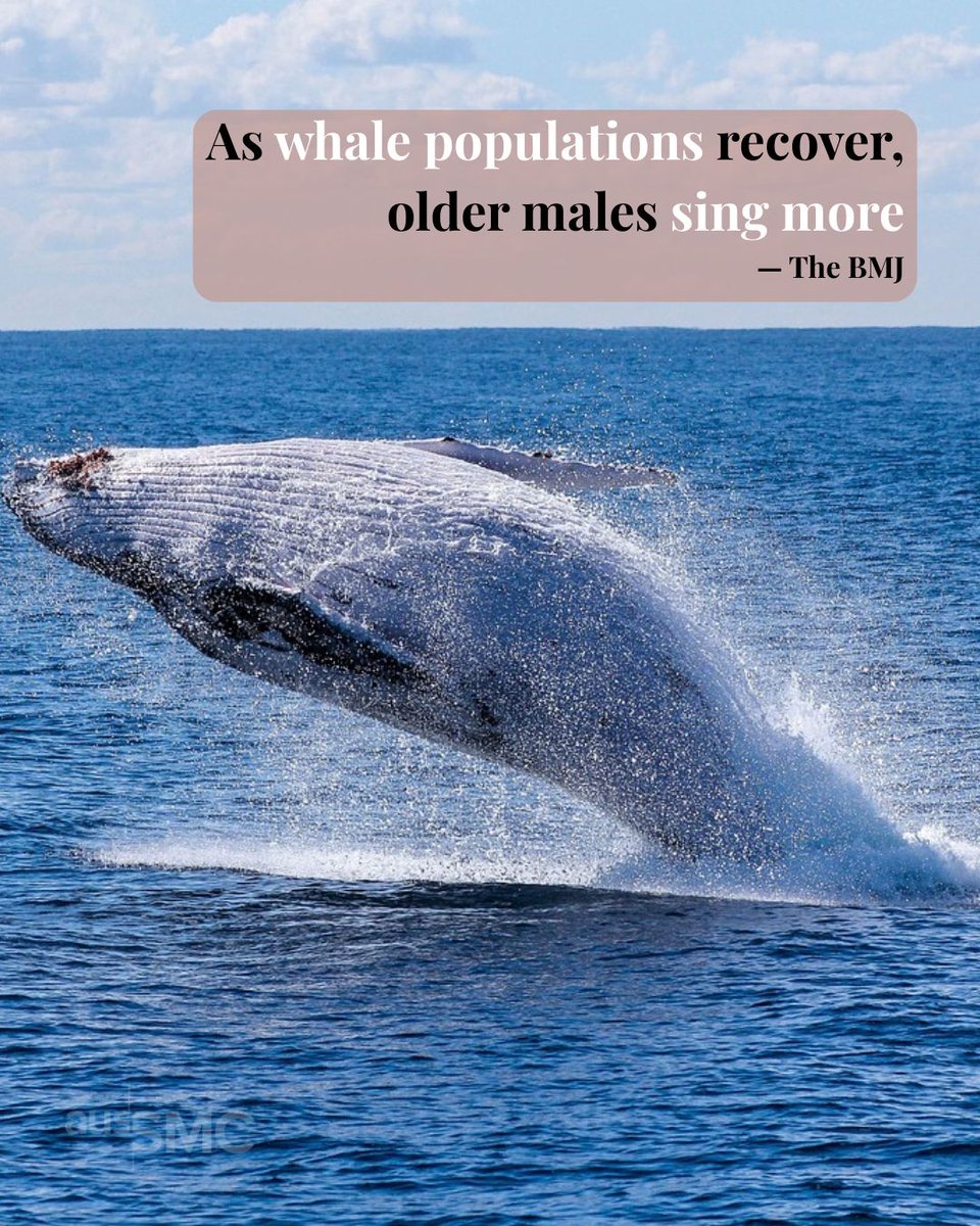 AusSMC's tweet photo. 🐳 As humpback whales in the South Pacific recover from commercial whaling, older males' reproductive tactics are getting more successful
https://t.co/WFZxX9kKaV
@CurtinUni
#science #sciencenews #research #stem #facts #knowledge #sciencefacts #whales #whalesongs https://t.co/tEtAu1Z2QE