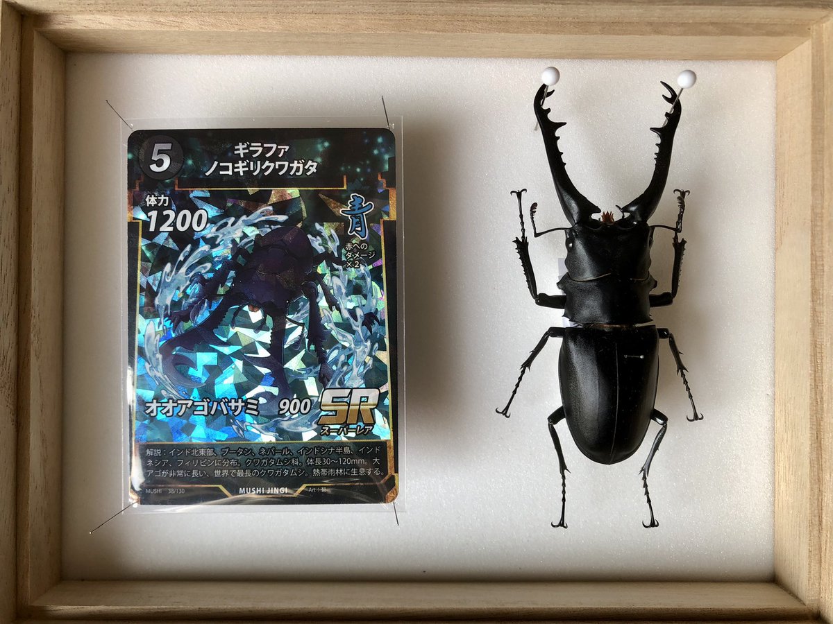 蟲神器カードと標本 その35 ギラファノコギリクワガタ(ケイスケ