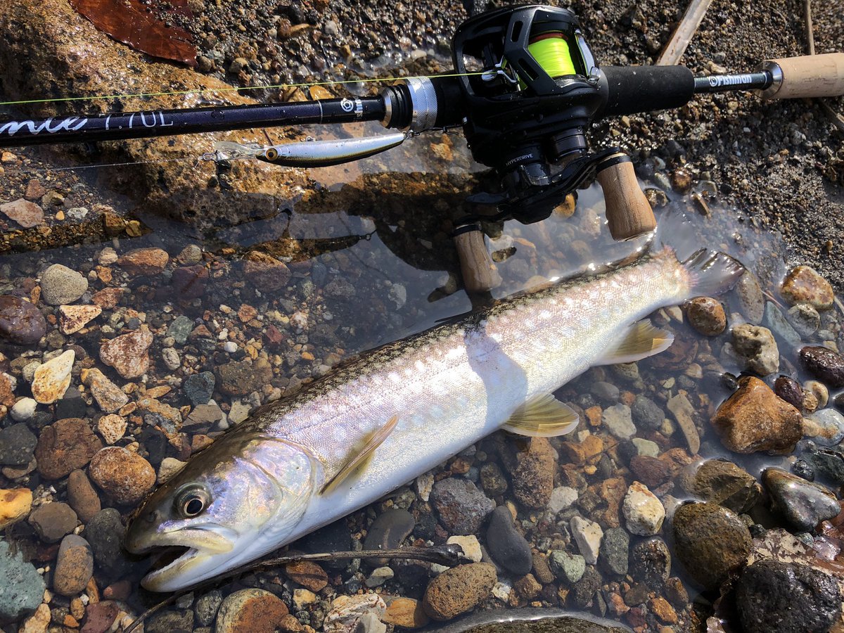zisakukebari59's tweet photo. 仕事上がりにちょい釣り🎣寒いし早く温泉♨️入りたいので1匹釣って終了www
やっぱりInte7.7ULはこの釣りにドンピシャです✨
#北海道 #釣り #渓流ベイトフィネス #Fishman #Beams #Inte77UL #Naturum #Limited #スミス #DDパニッシュ #アメマス https://t.co/BQ4VIRKb8U