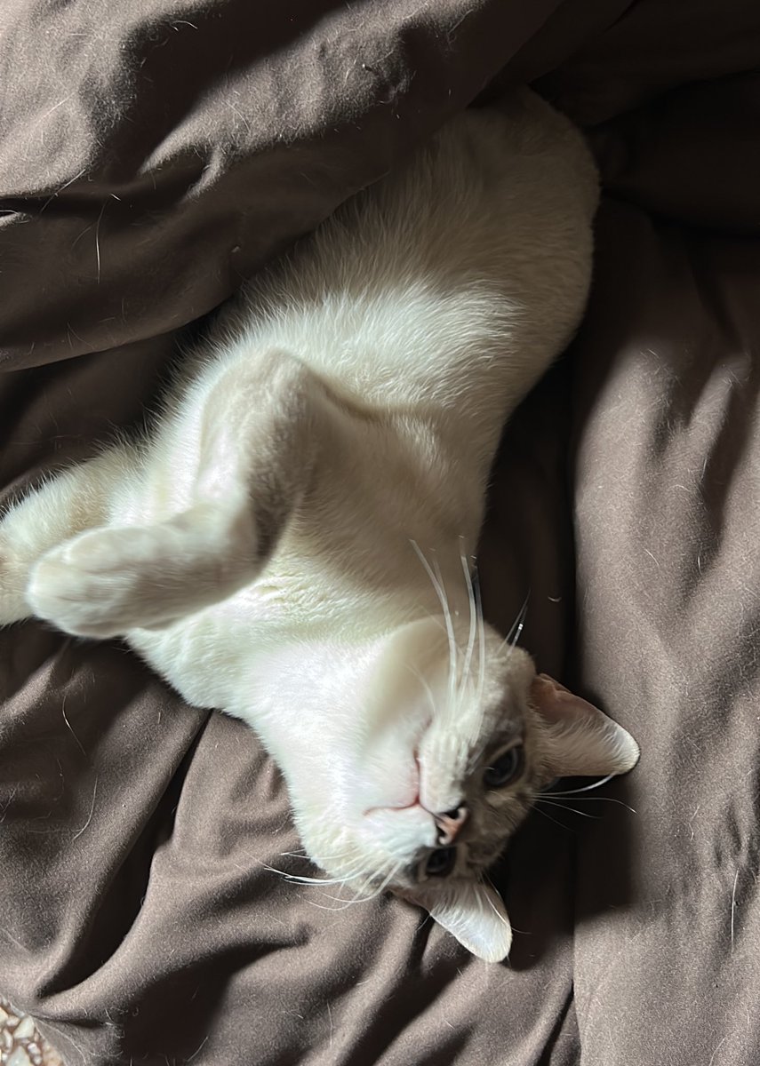 Carito 🌼 tweet media