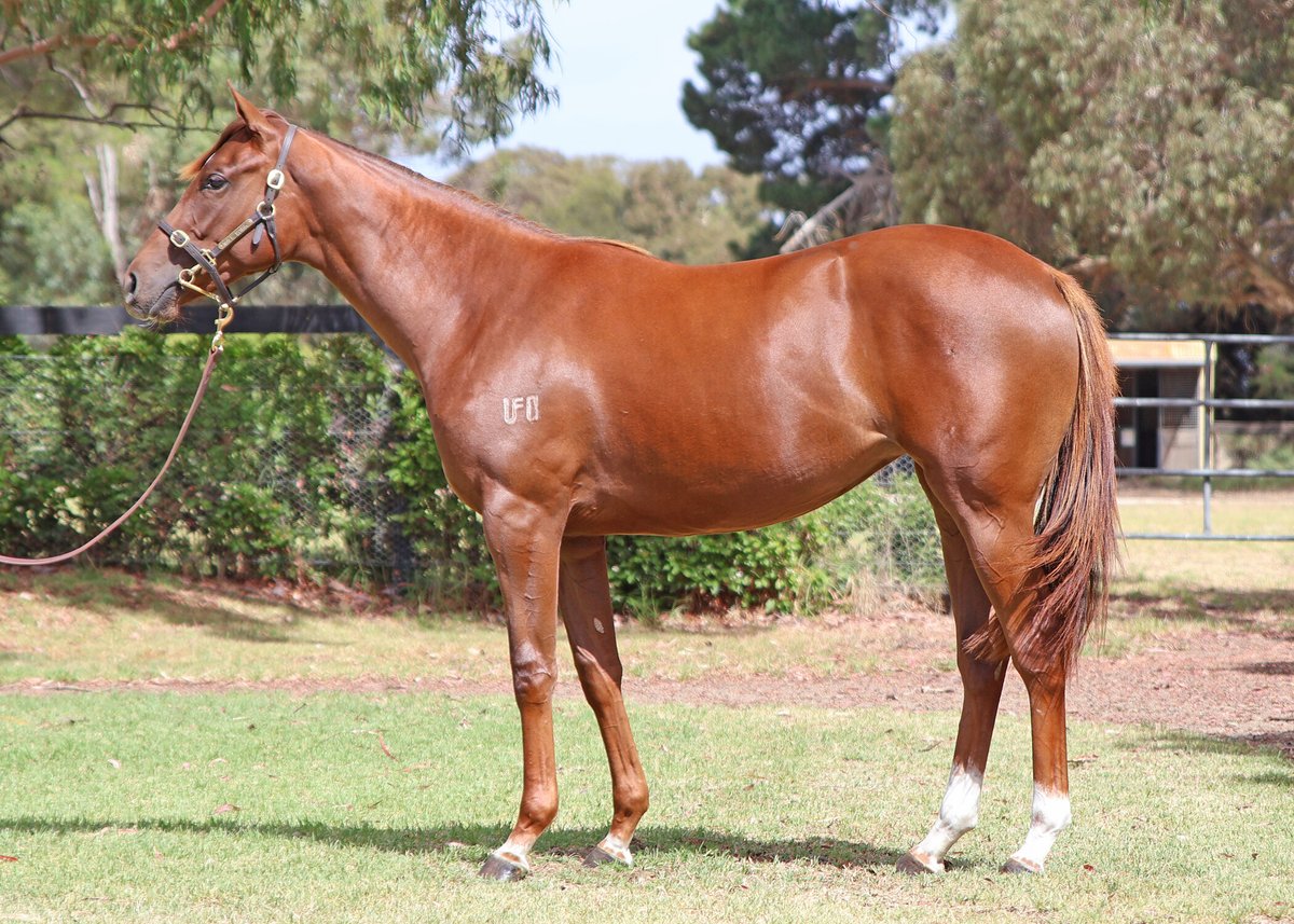 Mill Park Stud tweet media