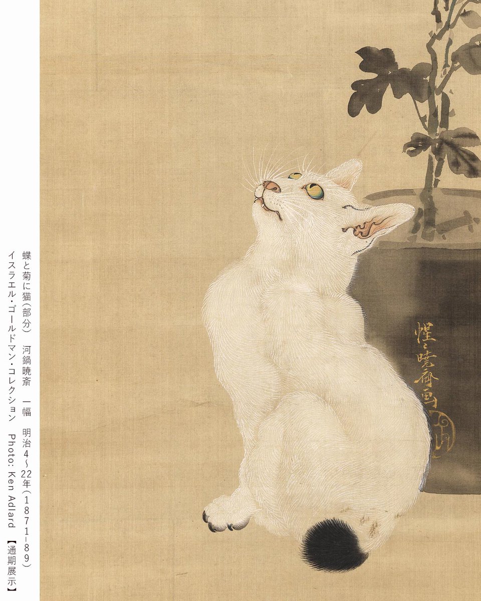 視線の先には…／ 本展が日本初出品となる《猫と蝶に菊》も見逃せません