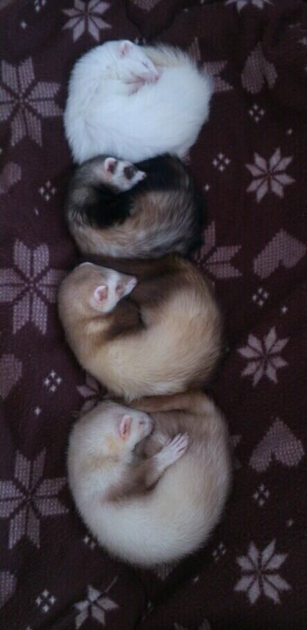 Ferret Every Hour tweet media