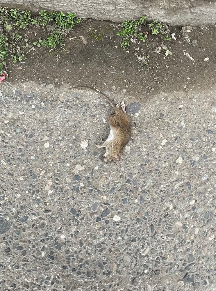 𝑊𝑖𝑧𝑎𝑟𝑑 tweet media