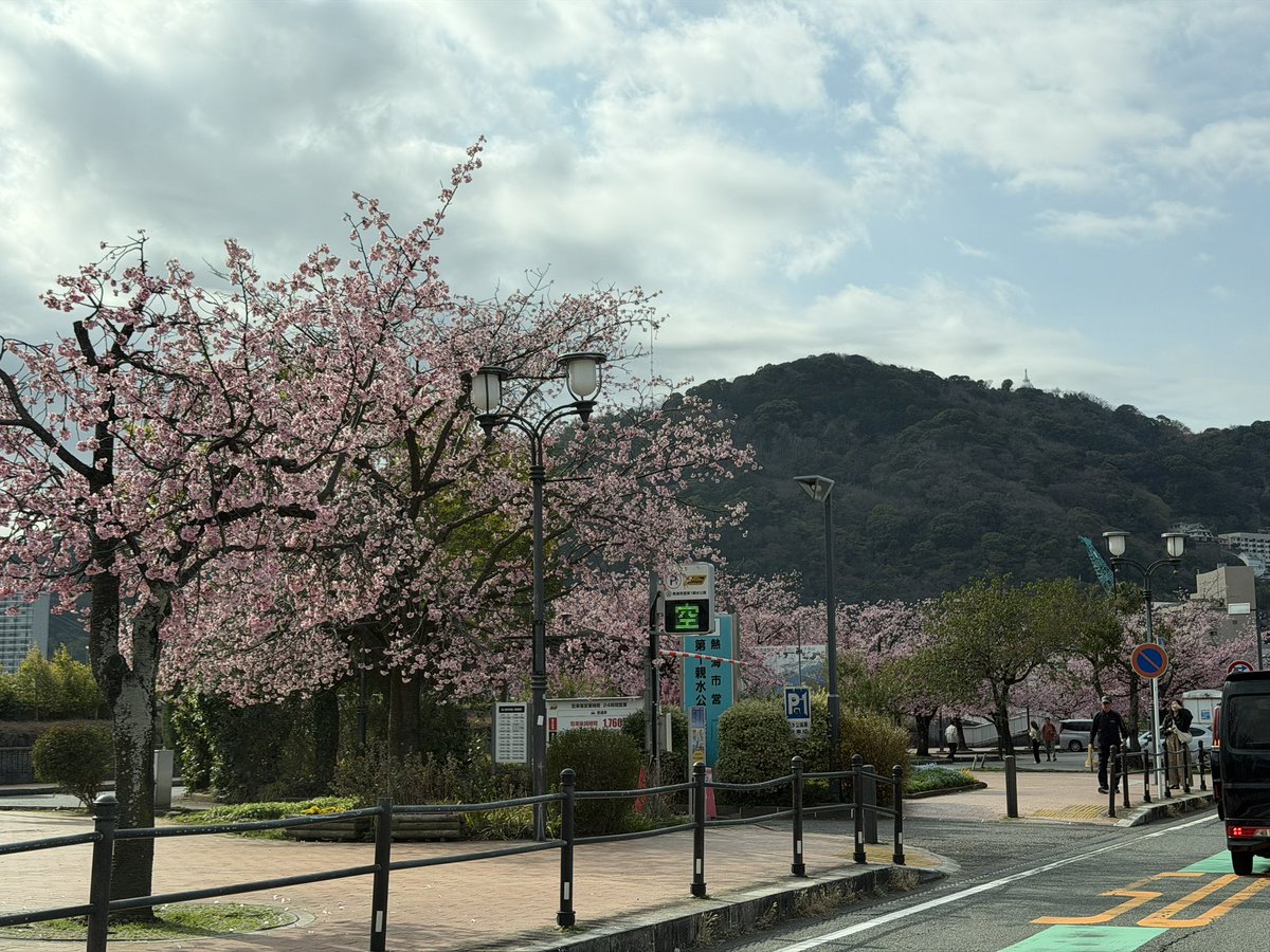 beautiful_Izu's tweet photo. 熱海の親水公園付近です✨
熱海桜見逃した方にぴったり！！桜咲いてます🌸
#熱海　#桜　#伊豆旅行　#伊豆観光 https://t.co/FKxxSBTIdy
