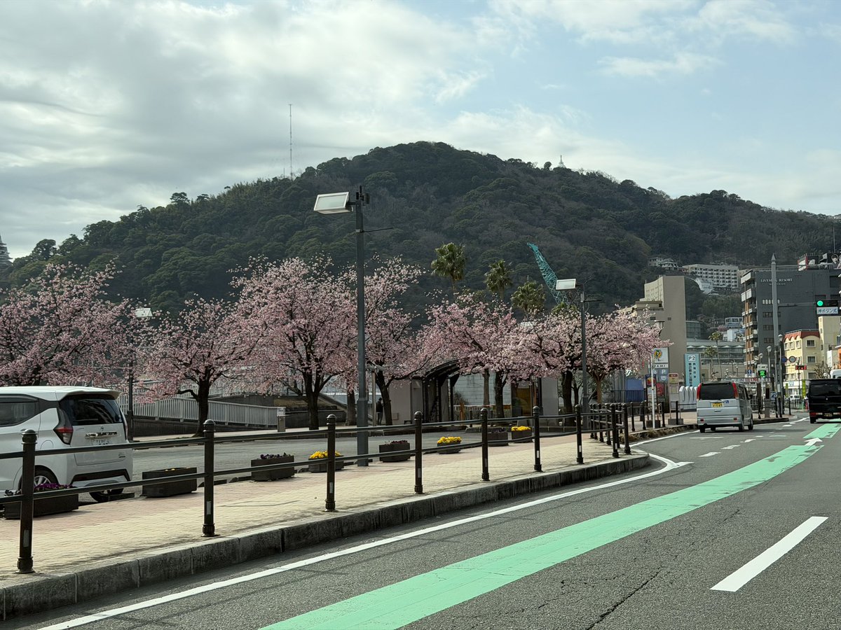 beautiful_Izu's tweet photo. 熱海の親水公園付近です✨
熱海桜見逃した方にぴったり！！桜咲いてます🌸
#熱海　#桜　#伊豆旅行　#伊豆観光 https://t.co/FKxxSBTIdy
