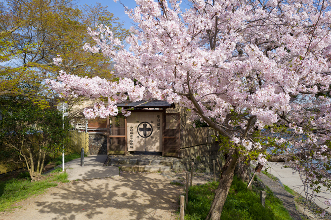 #春の京都 #観光
3月が始まりました！卒業旅行なども増える季節ということで、今回は人気観光地・京都の春に行きたいおすすめスポットをご紹介🙋‍♀️

📍平安神宮【京都市左京区】
平安遷都の歴史ある建築物を彩る紅枝垂れ桜は必見。

📍渡月橋【京都市右京区】