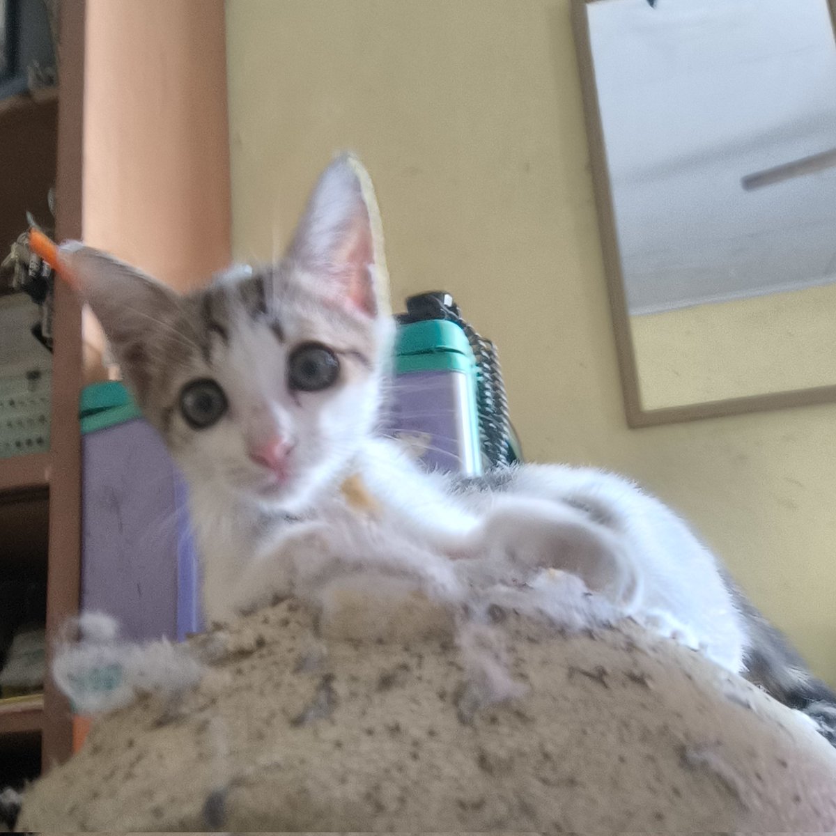 Bug 💫 tweet media