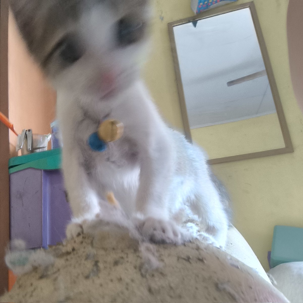 Bug 💫 tweet media