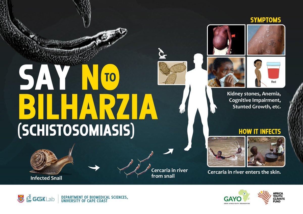 ggk_lab's tweet photo. Bilharzia is a disease caused by parasitic flatworms called schistosomes. Freshwater snails serve as the intermediate hosts.
Praziquantel (PZQ) is the gold standard drug for treating all major species of schistosomes and has been used for over 40 years. https://t.co/6dcjaFIIhV