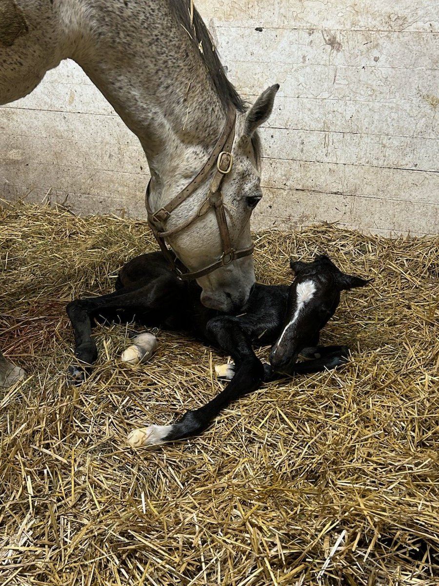 Interstellar Thoroughbreds tweet media