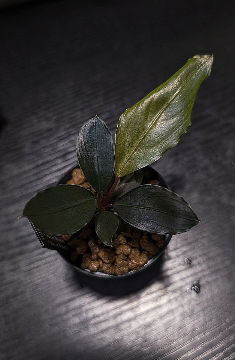 ありゅーあ (@sa_allure3838) / Posts / X