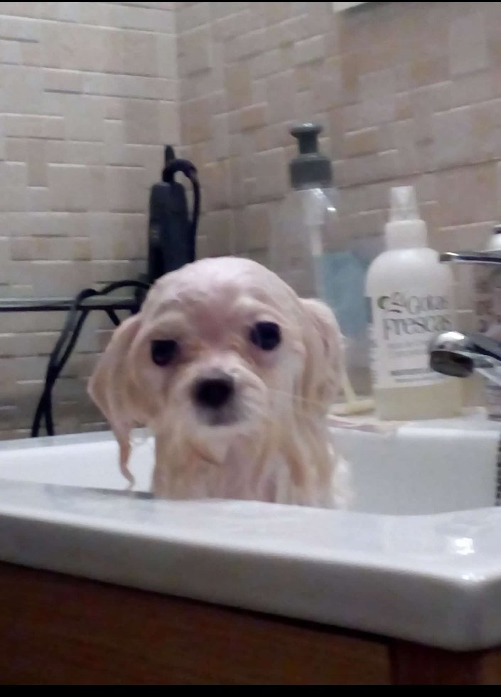 pornodechanclas tweet media