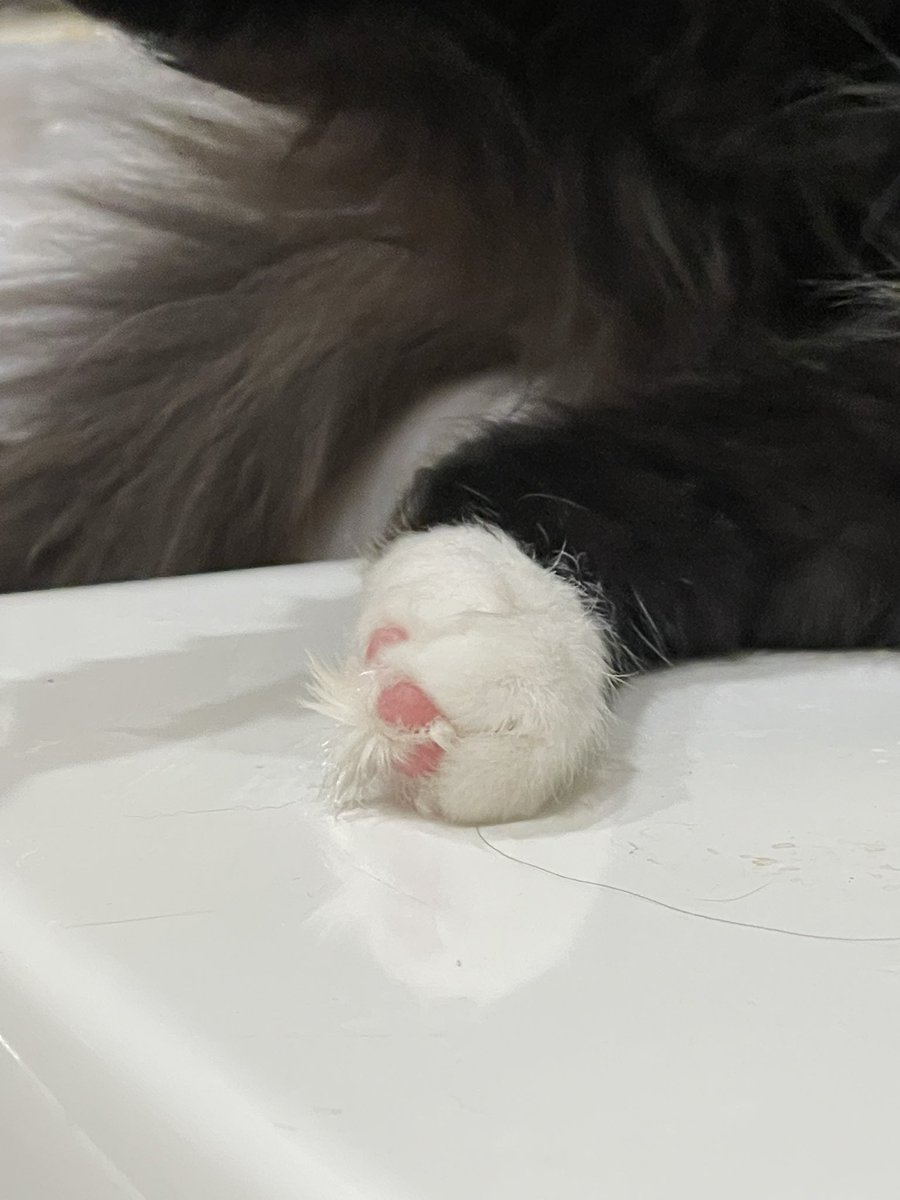 детейлер 47 и котик Бумер tweet media