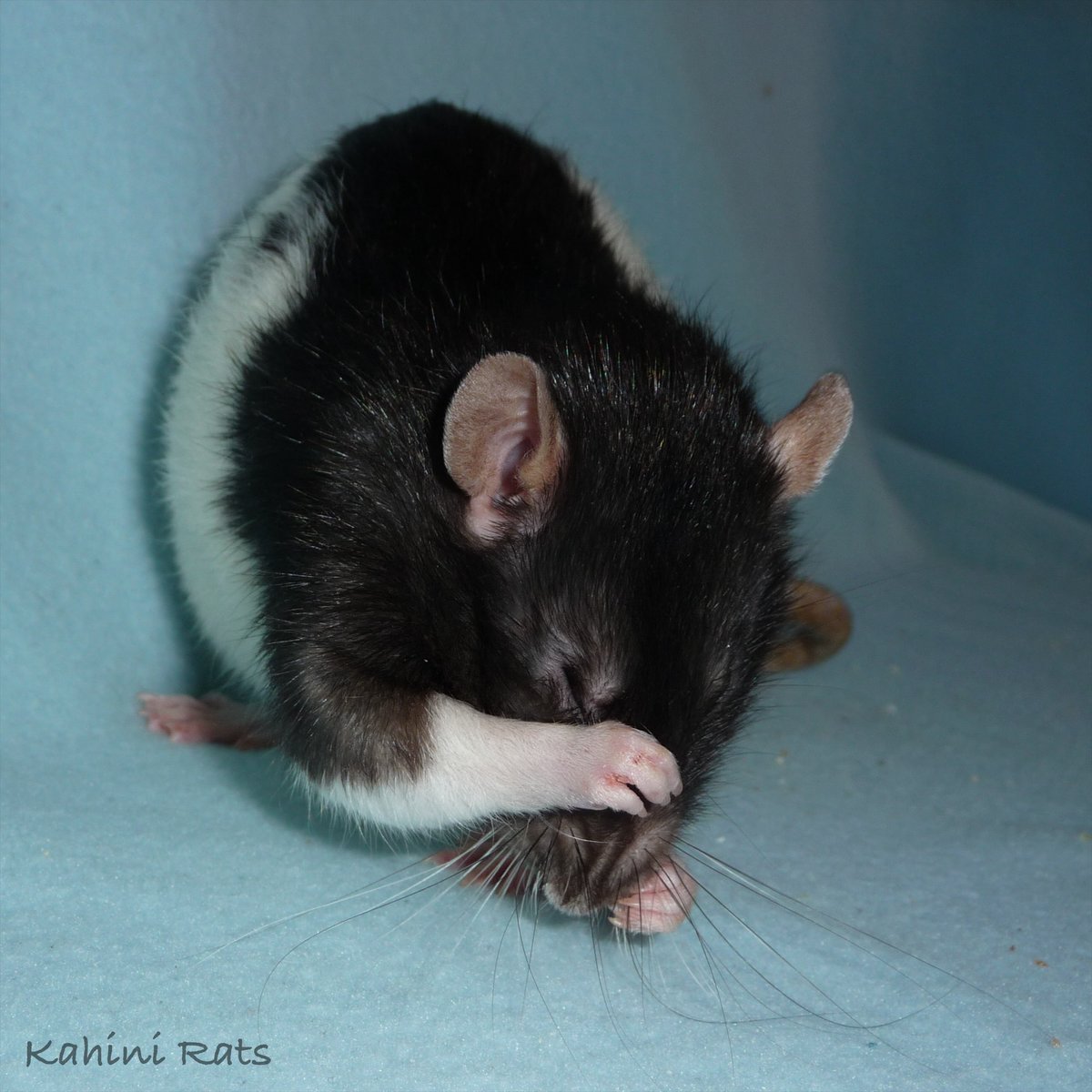 Particularly Peculiar 🌱🐀💜 tweet media