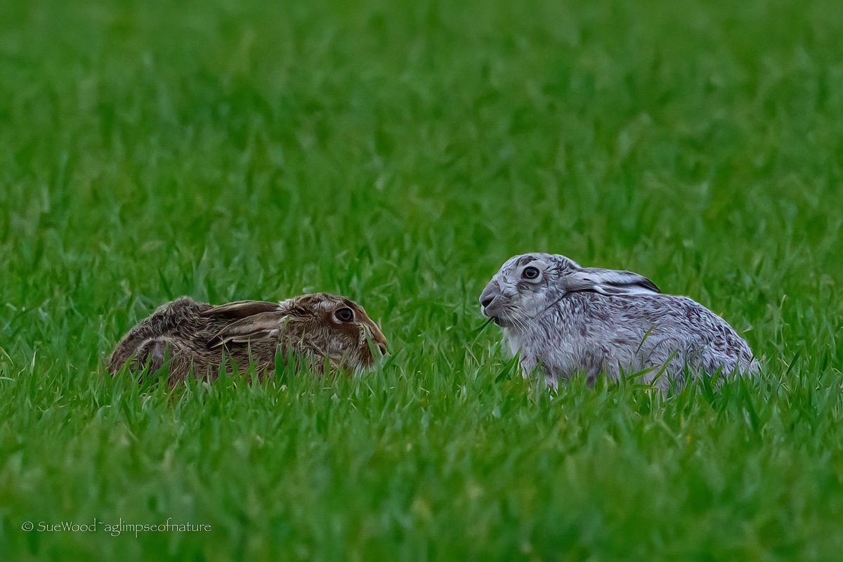 Sue Wood tweet media