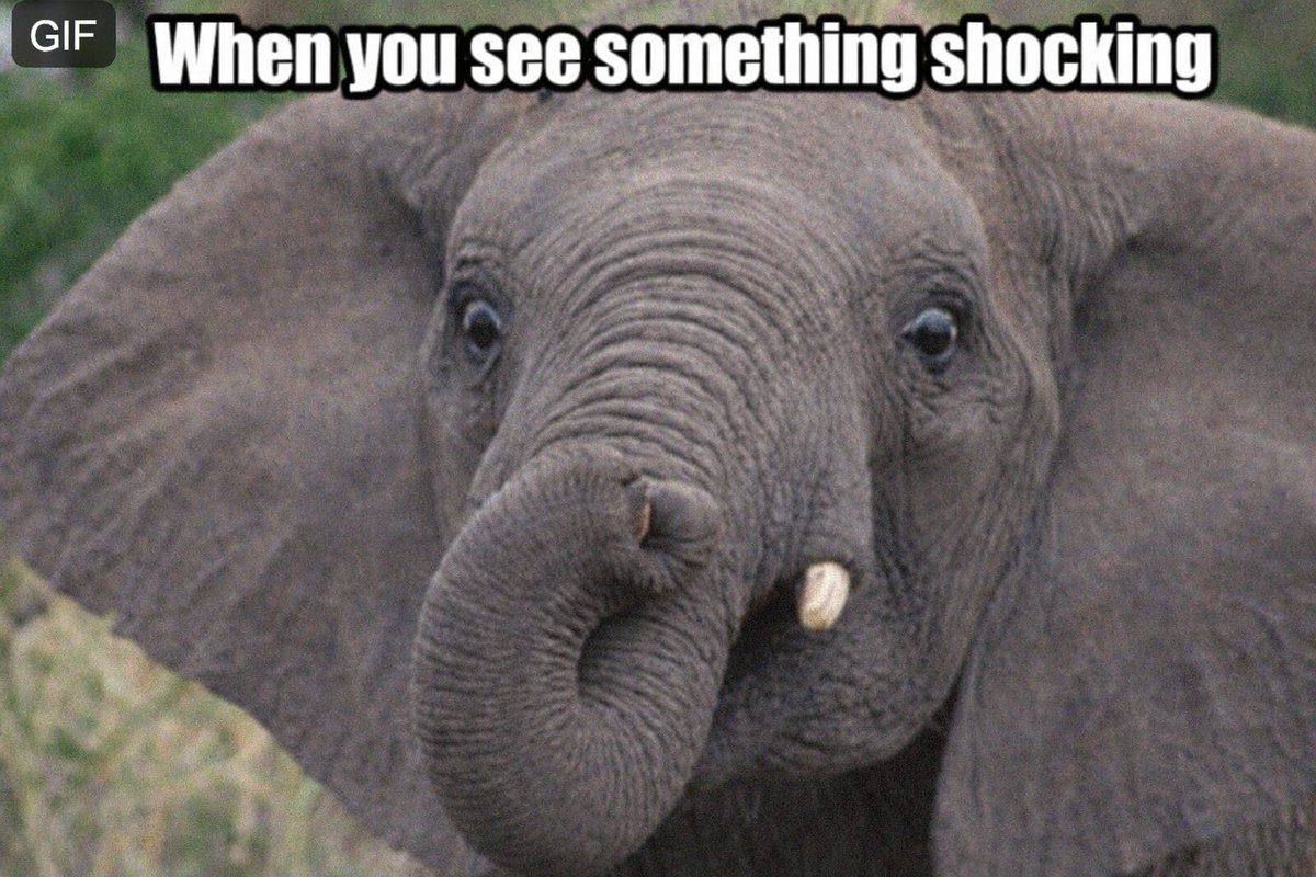 elephantappears's tweet photo. @inversebrah https://t.co/0fqqMCHIi5