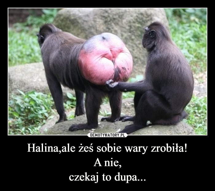 Adam Chełstowski tweet media