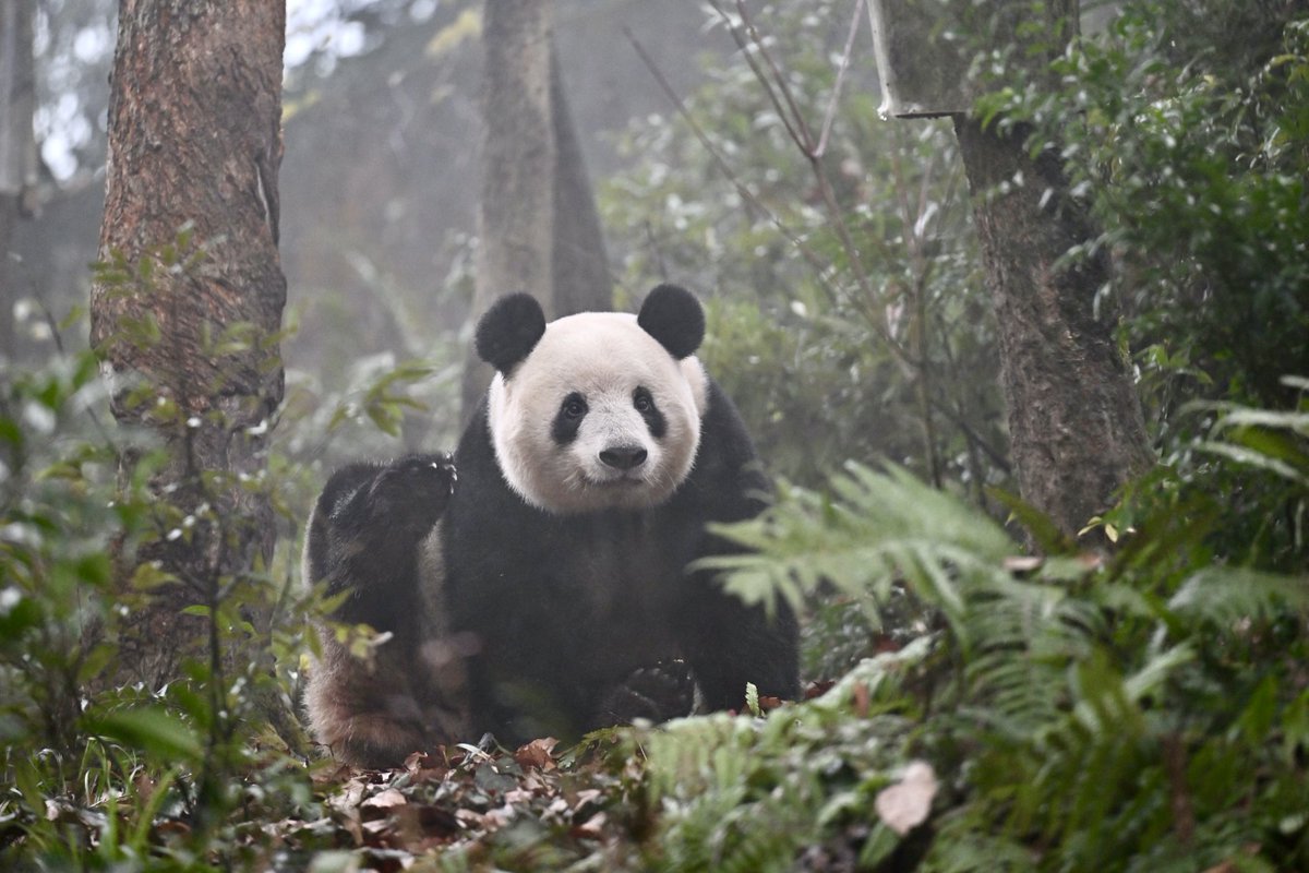 早上好☺️
居たいた #香香公主 お目覚め⛰️
2025.12  雅安碧峰峡基地