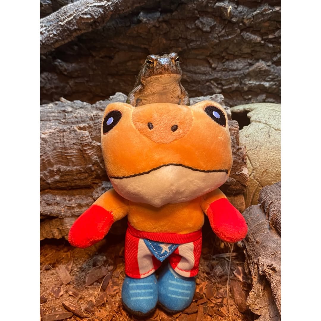 Frog lovers Club (@froglovers_club) / Posts / X