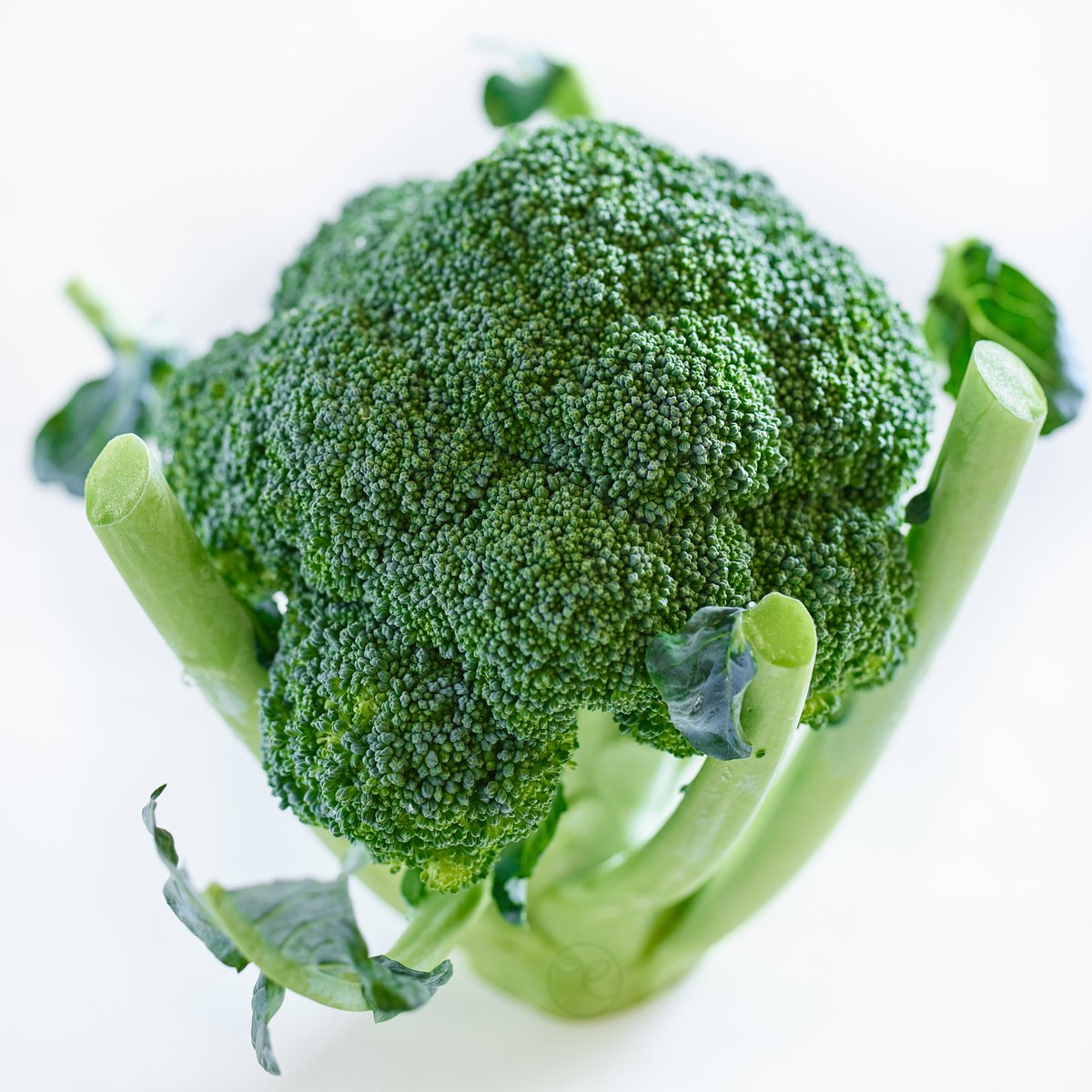 ブロッコリーが指定野菜になるまで、残り1か月となりました

指定野菜というのは「いつでも食べられるように、作る量を安定させる必要がある」と国が判断した野菜のことです

近年食べる人が増えてきたことなどを受け、ブロッコリーは2026年4月から指定野菜に追加されることが決まっています