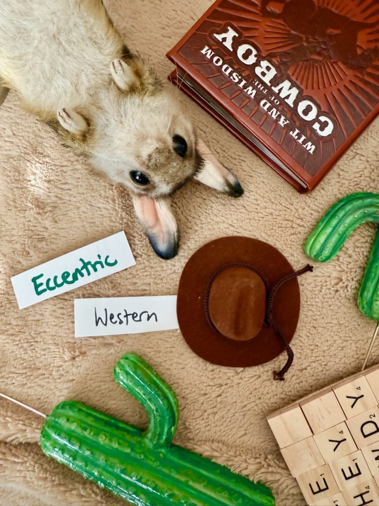 Jerboa Lit tweet media