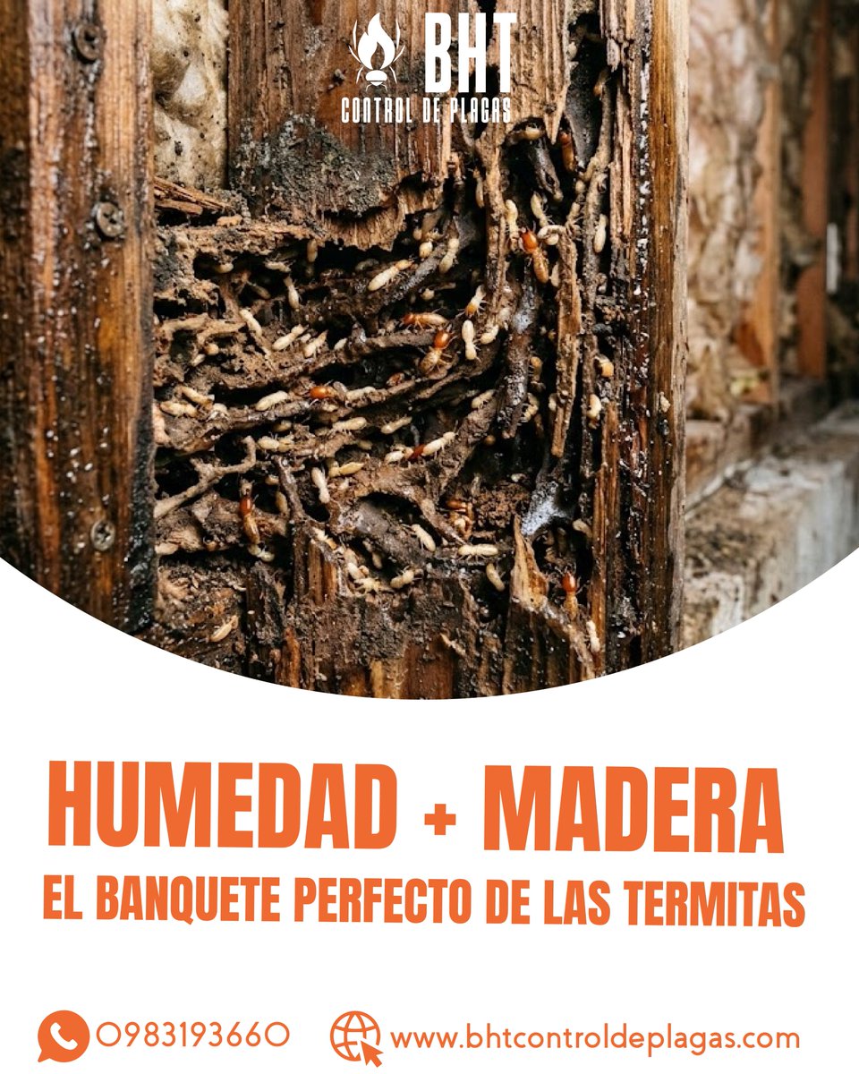 bht_cdp's tweet photo. En invierno, la humedad facilita que las termitas devoren la estructura de tu casa en silencio. 🪵🐜 ¡Una inspección a tiempo te ahorra miles de dólares!

#Termitas #PatrimonioSeguro #BHTConstruccion #Ecuador https://t.co/Y684hoi9gv