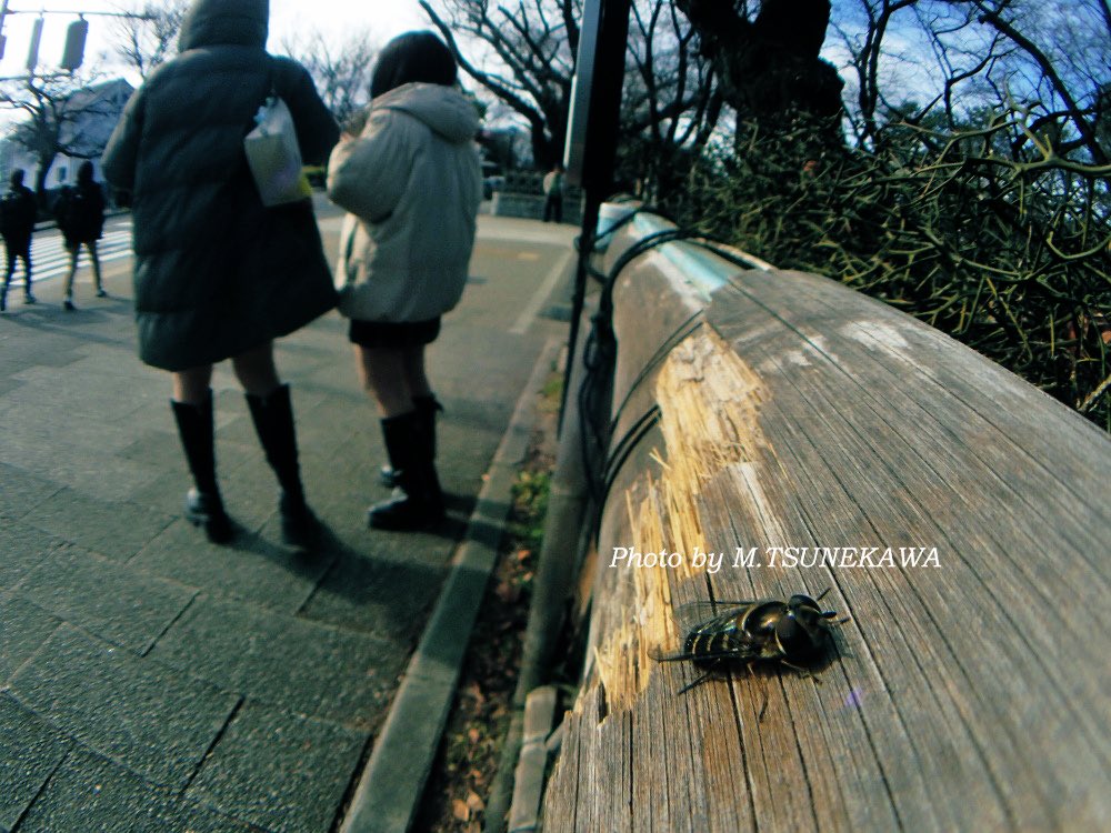 Makoto Tsunekawa tweet media