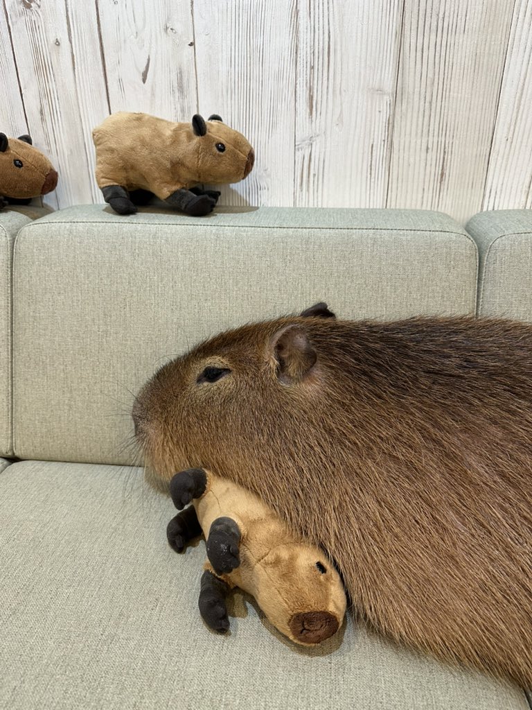 おはカピ☀️
麦くんは自分でぬいぐるみを取って枕にしてました꒰⊃ ´ ꒳ ` ꒱⊃□
 #カピバラ
 #cafecapyba
 #浅草