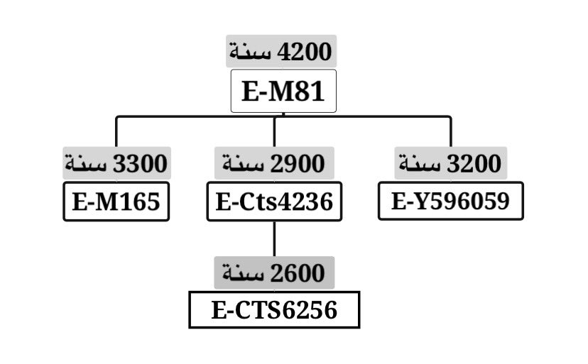 بعد تحديث Yfull الأخير
تناقص عمر السلف المشترك
للتحور E-Cts4236 
إلى 2900 سنة

وينحدر أسفله التحور E-Cts6256
وعمر السلف المشترك 2600 سنة
الذي يشكل الثقل الأكبر للعينات المعاصرة
أسفل التحور E-M81

..