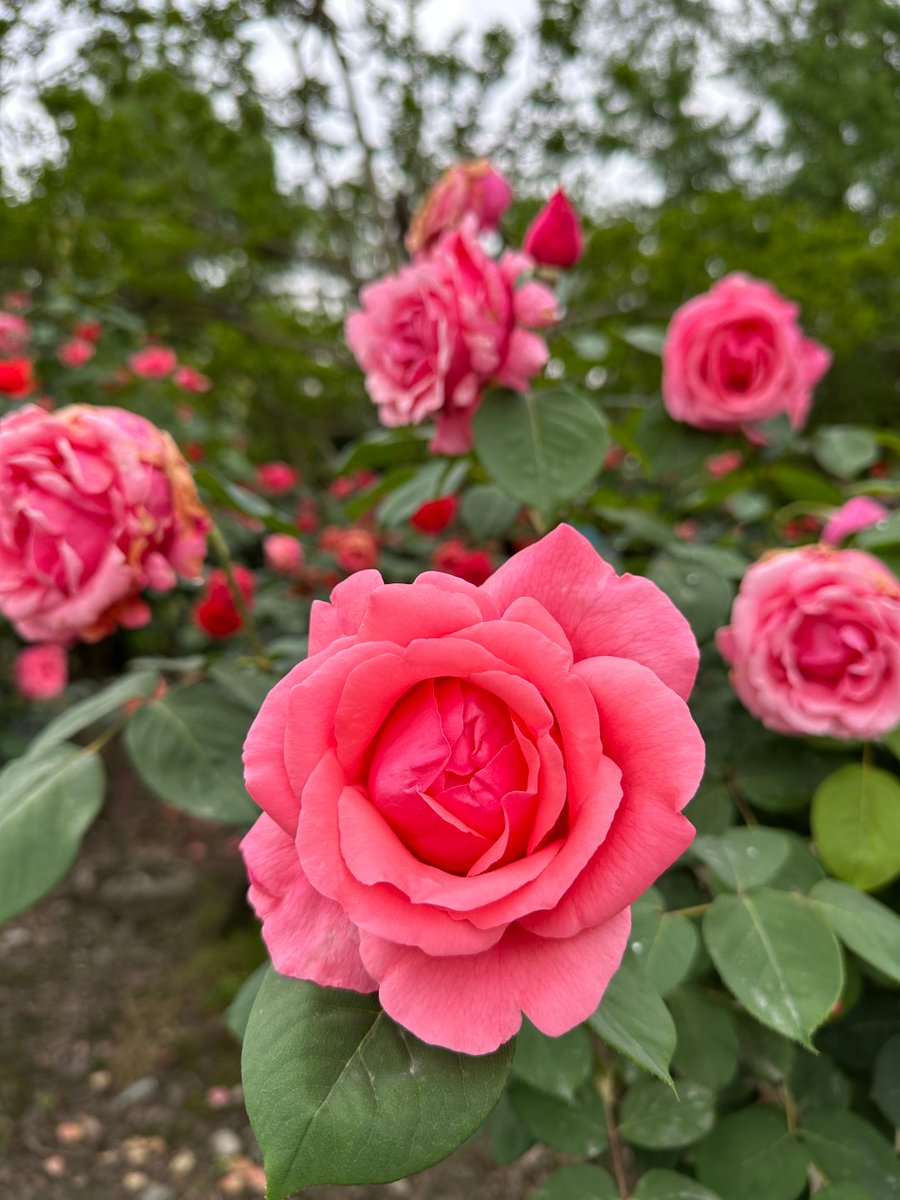 odhora7464's tweet photo. These soft pink beauties stopped me in my tracks today. 🥀😍 https://t.co/BIsQpeuGBd