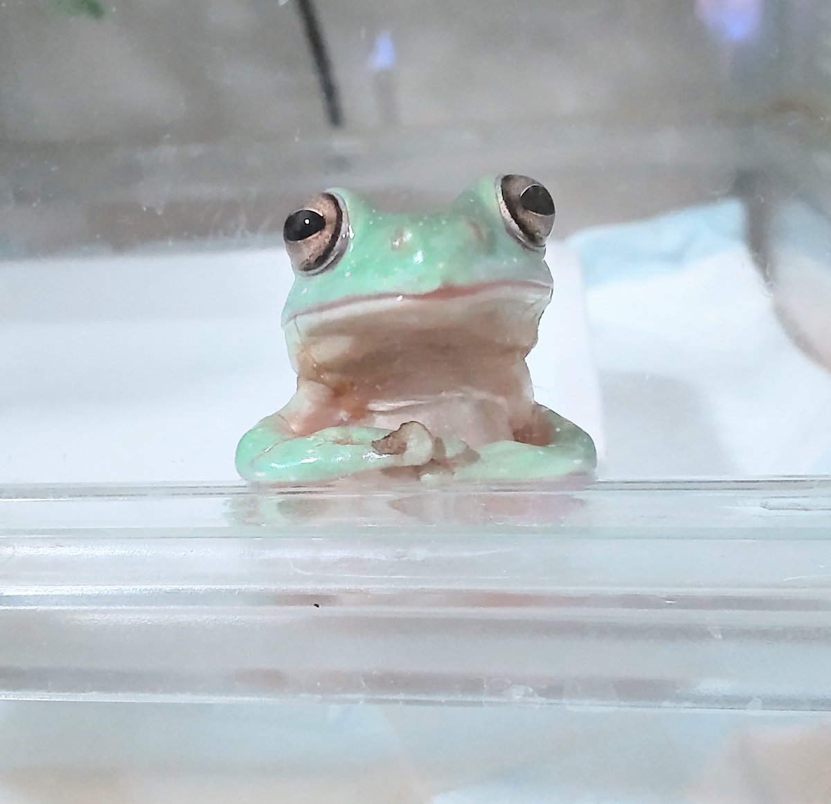 カエルとはいえ、こんな顔して佇んでいると、声掛けようか悩む…

#イエアメガエル
#哀愁漂う
#遠くを見つめる #カエル