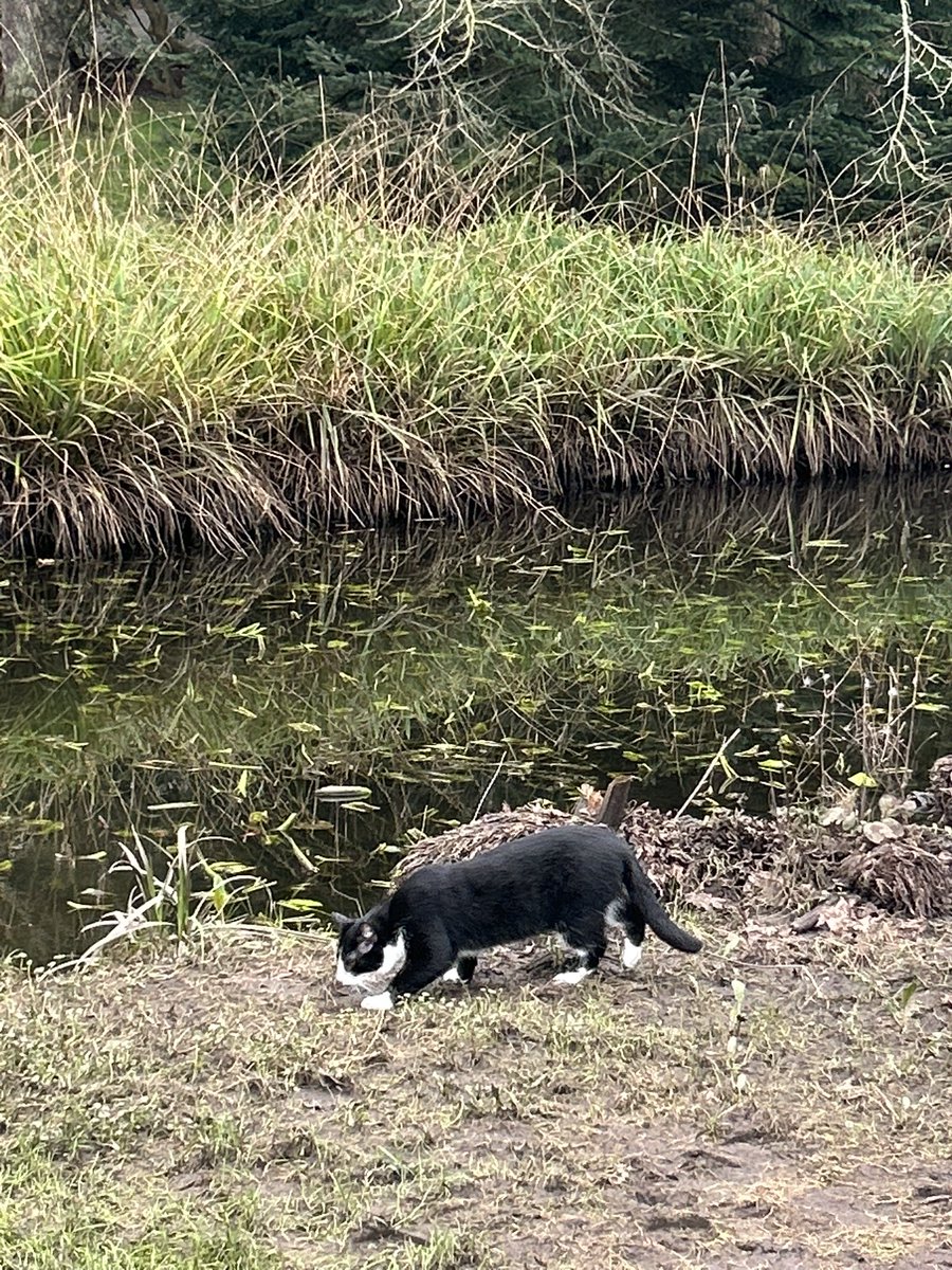 P 🇮🇪 #StandWithUkraine tweet media