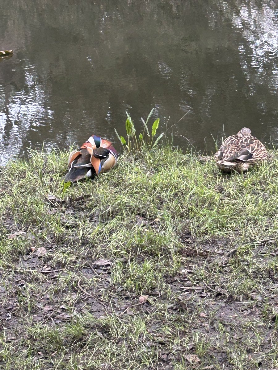 P 🇮🇪 #StandWithUkraine tweet media