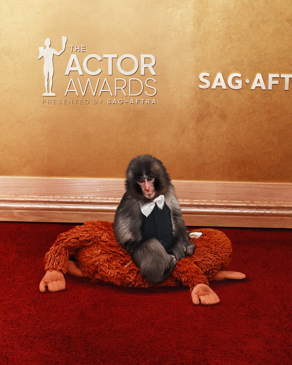 Punch the monkey STUNS on the red carpet #ActorAwards