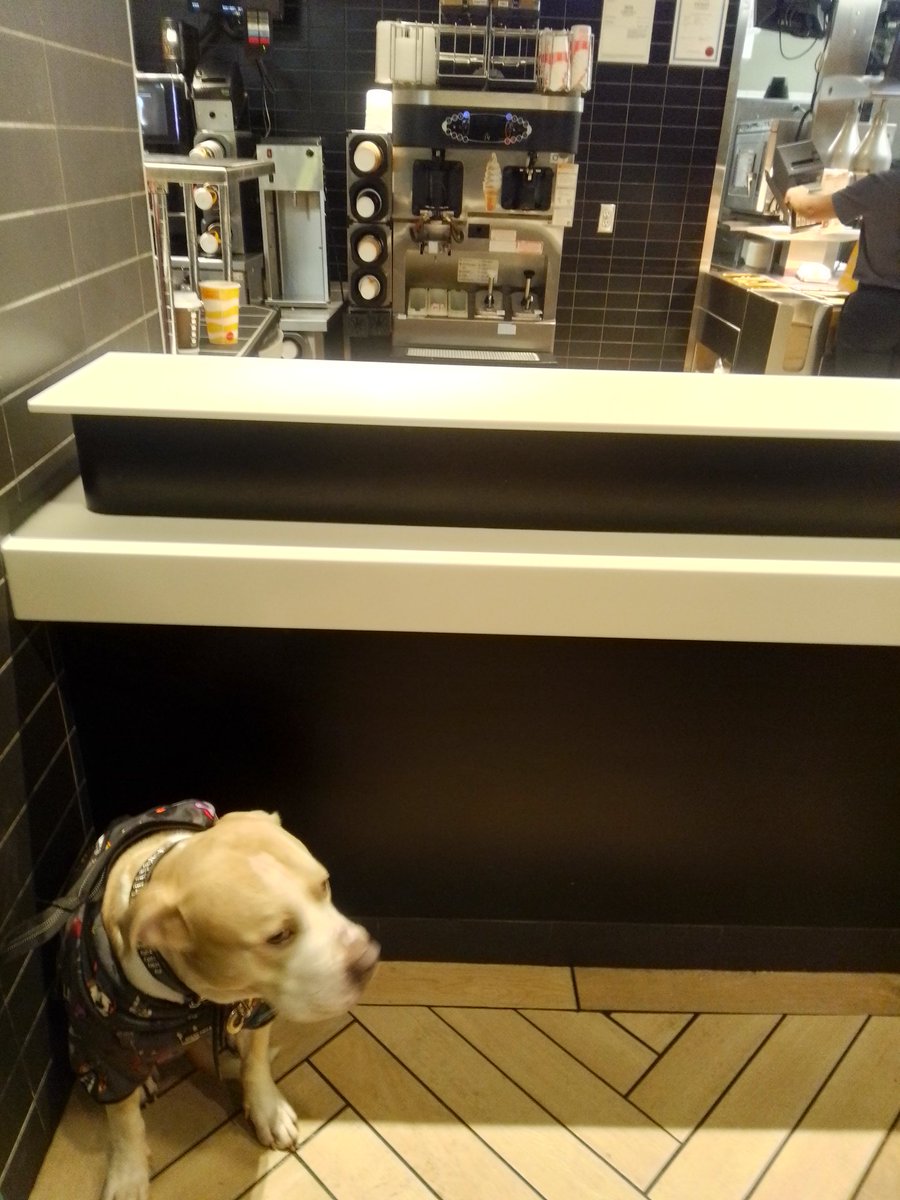 LebrockTony's tweet photo. 🌞🌅🐾💙🤎🤎Joey's Breakie @McDondalds!¡!😋🤎😎🐶⭐
#FoodSpot #dogsoftwitter
#rednoselife #dogswin #pittie
#morningwalk #dogsrule #pet
#staffysunday #dogsnack
#MadamRiley #joey #petvibes https://t.co/ZJIirmozLz