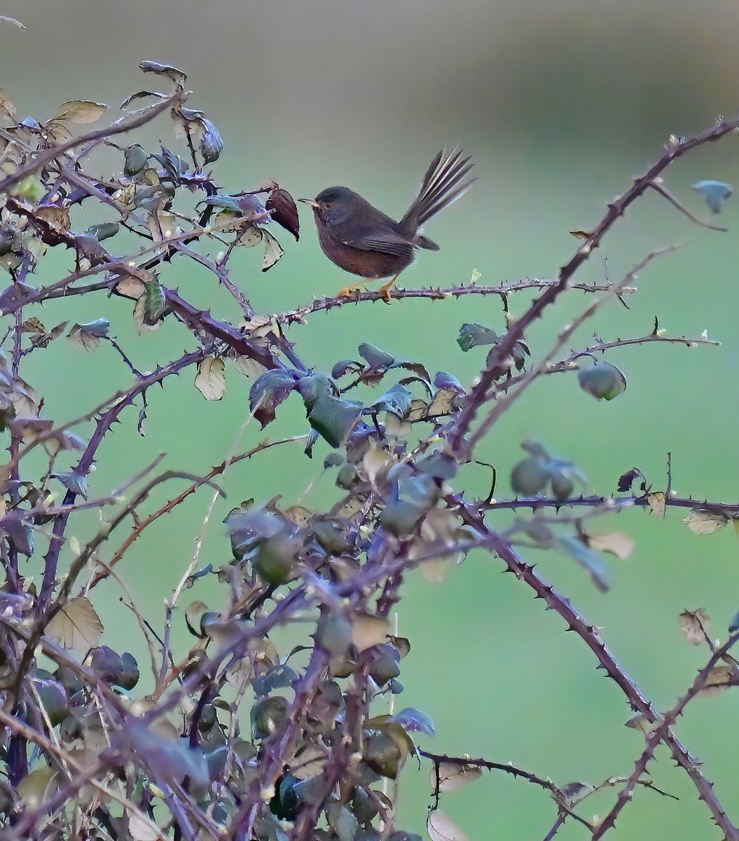 Carl Bovis tweet media