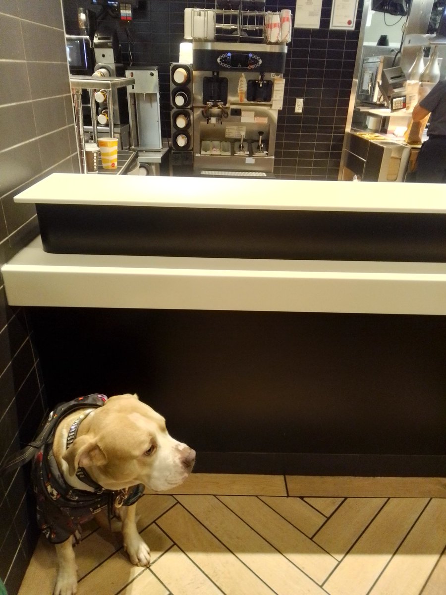 LebrockTony's tweet photo. 🌞🌅🐾💙🤎🤎Joey's Breakie @McDondalds!¡!😋🤎😎🐶⭐
#FoodSpot #dogsoftwitter
#rednoselife #dogswin #pittie
#morningwalk #dogsrule #pet
#staffysunday #dogsnack
#MadamRiley #joey #petvibes https://t.co/ZJIirmozLz