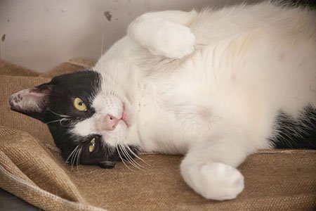 ╹⁠▽⁠╹⁠ ⁠) #cat #猫 #猫好き #catsofx #猫咪 #猫写真 #猫写真家