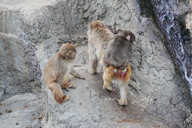 Mortefiara tweet media