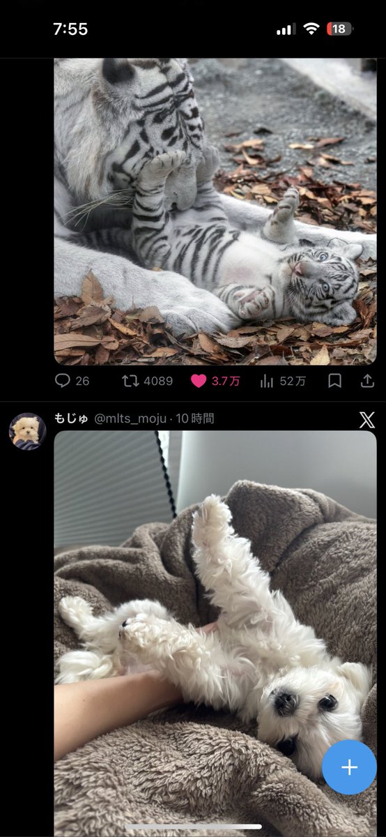 いしし tweet media