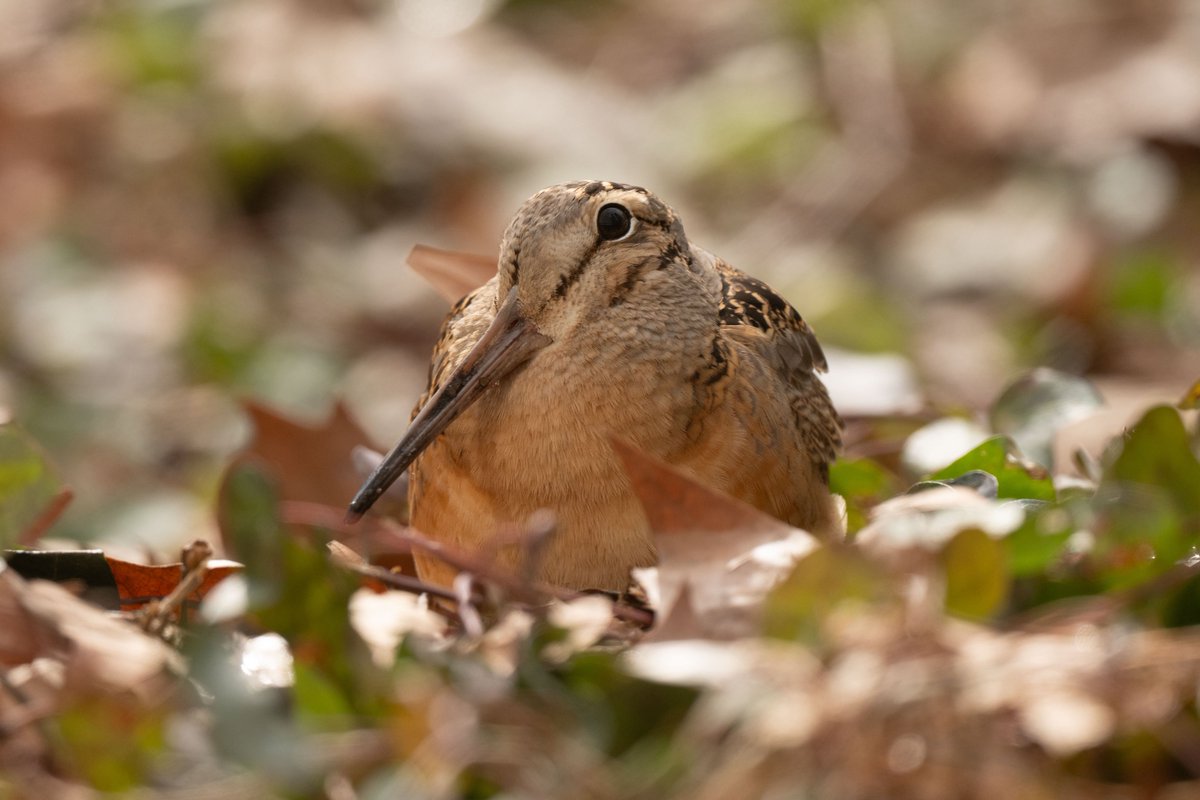 500 Birds tweet media