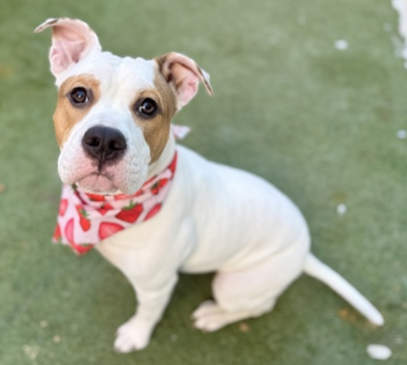 BeeDoDoobieDo's tweet image. COCO 😍😍
#SundayFunday #Puppies 
24DaysinShelter ~ owner surrender🤨😏
😀What an adorable, unique looking pup! 8mo old♥️
Coco did nothing to deserve being homeless at such
a young age🙄waiting for her chance 2bloom with a human who will fulfill her dream of a best friend🏡