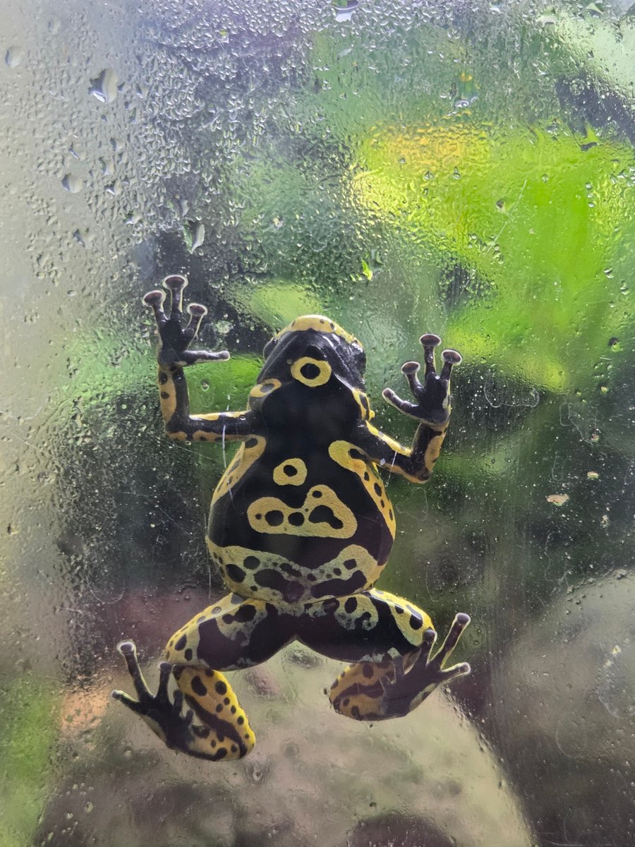 JoshsFrogs's tweet photo. Our Dendrobates Leucomelas 'Fine Spot' getting their climbing in for the day! 😄
#DendrobatesLeucomelas #FineSpotFrog #PoisonDartFrog #FrogLovers #ExoticPets #AmphibianLife #TerrariumLife #FrogClimbing #PetFrogs #TropicalFrogs https://t.co/Mi6YGU2eCB