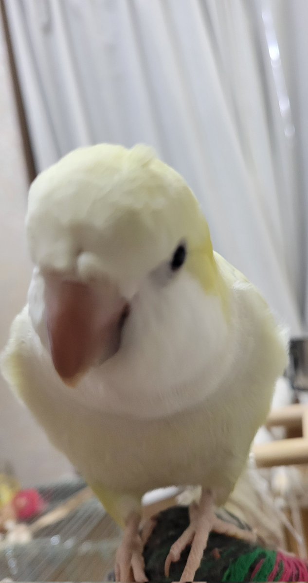 寝癖白菜さん🥬