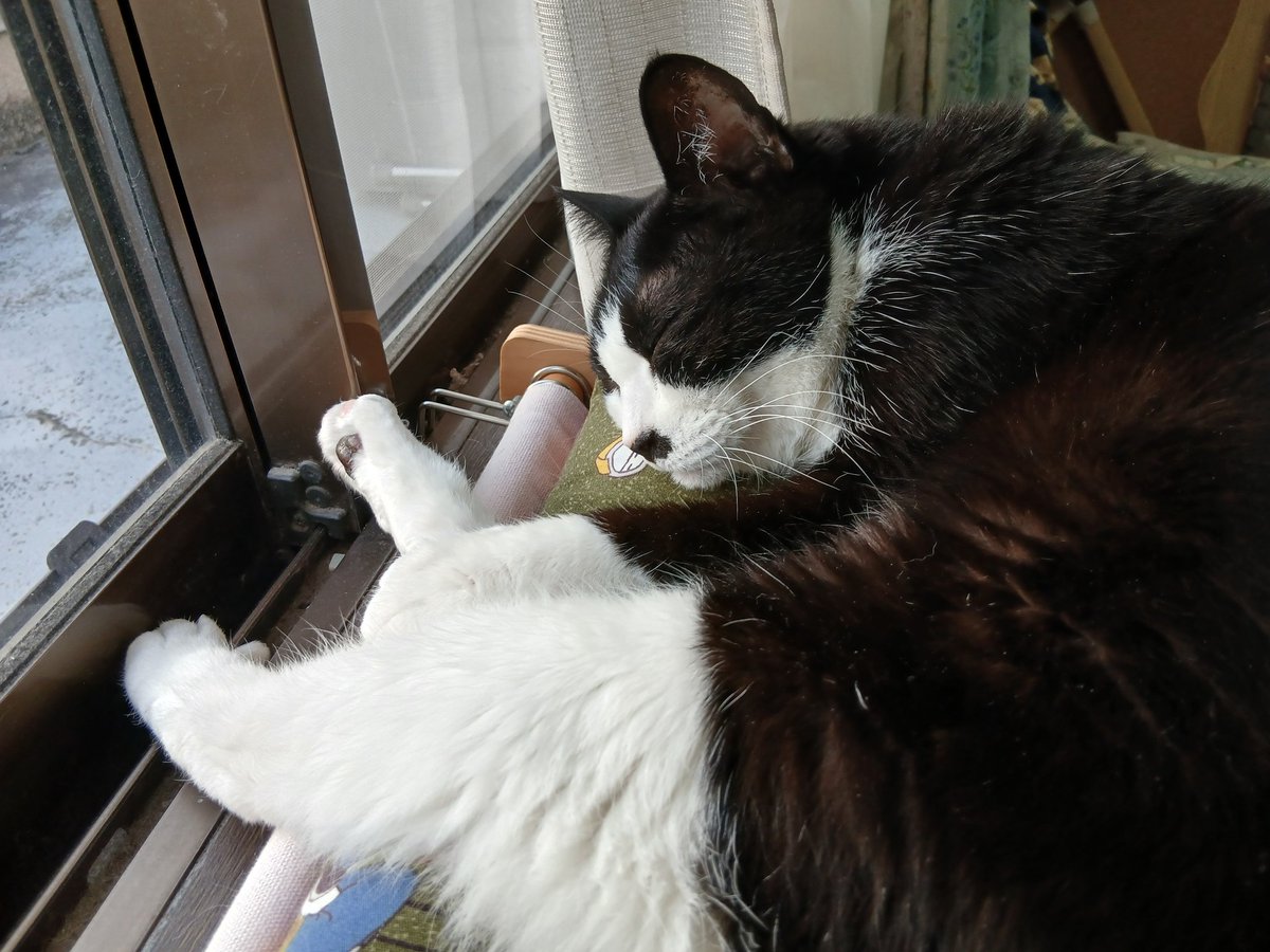 七福神にゃんにゃんズ (@FukuNecoNyan) / Posts / X